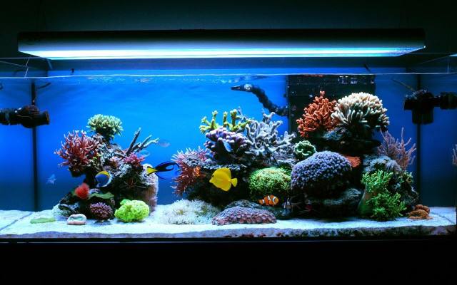Luksusowo wygląda akwarium z rafą koralową. Ten piękny dodatek aranżacyjny ujmuje bogatą kolorystyką i niesamowitymi kształtami.
