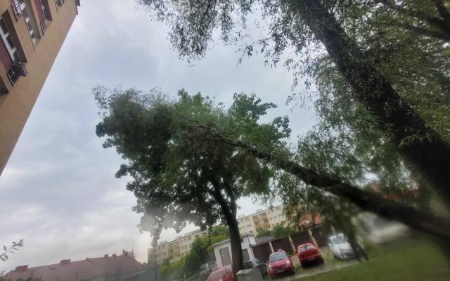 Skutki nawałnicy. Powalone drzewa w Krakowie po przejściu burzy