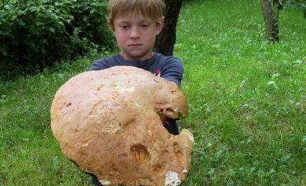 Rekordowy borowik znaleziony w lasach bogucickich w gminie Pińczów 