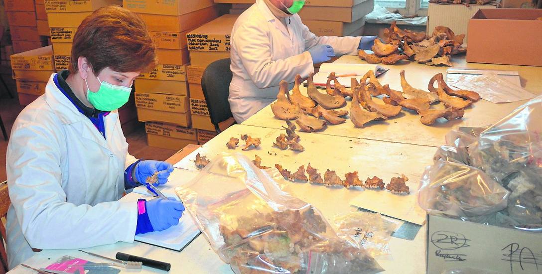 Zbadano 100 tysięcy kości dawnych gdańszczan 
