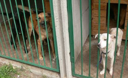 Bezpańskie psy z ośrodka w Suchedniowie czekają na właścicieli.