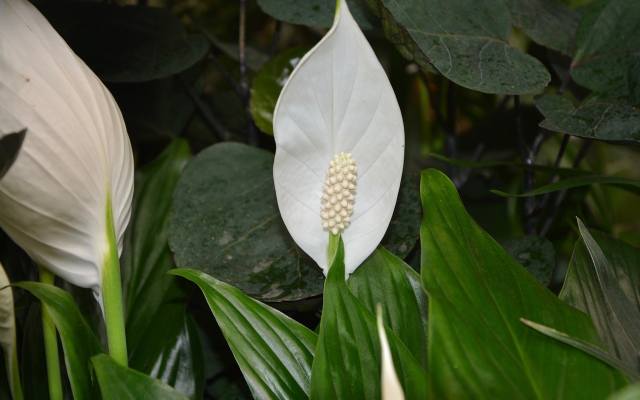 Skrzydłokwiat pochodzi z lasów tropikalnych, gdzie rośnie w cieniu drzew, w dolnej warstwie runa. Mimo swojego pochodzenia roślina ta doskonale czuje