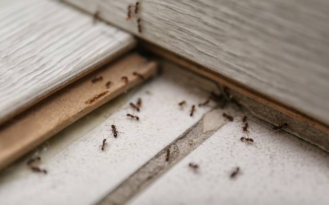 Małe mrówki w domu – znajoma powiedziała mi, jak się ich pozbyć. Nie wiesz, jak sobie z nimi poradzić? Poznaj patent z białym proszkiem