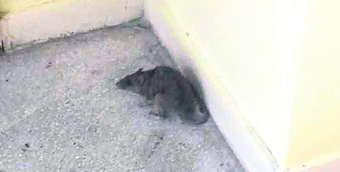Szczur biegający po klatce schodowej bloku przy al. 3 Maja 79
