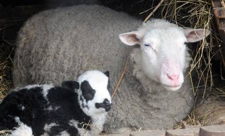 W bydgoskim zoo na świat przyszły owieczki i osiołek