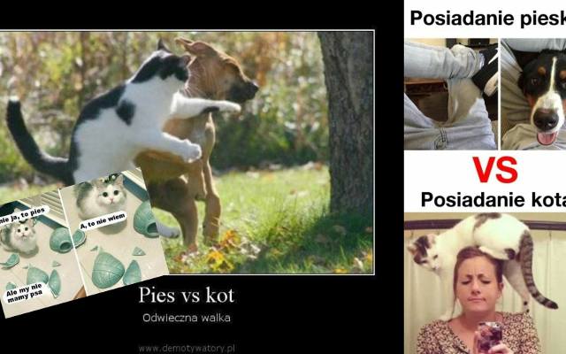 Memy o psach i kotach, czyli śmieszne zwierzaki! Żyć jak pies z kotem, każdy to zna! MEMY 03.07.2024