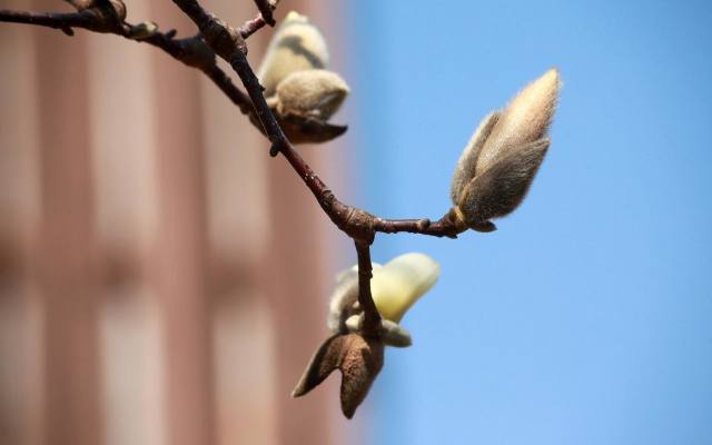 Magnolia zawiązuje pąki w poprzednim sezonie. Zimą są one nieźle chronione, ale dużym zagrożeniem są wiosenne przymrozki, które pojawiają w czasie, gdy