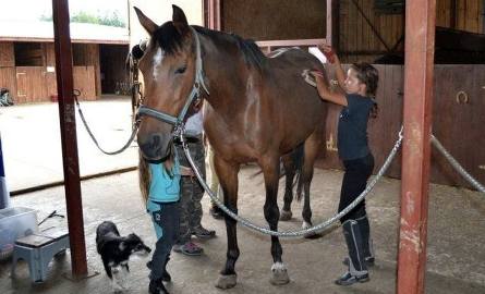 Młodzi jeźdźcy naucza się także obchodzenia się z końmi: czyszczenia zwierząt, siodłania, karmienia, pielęgnacji.