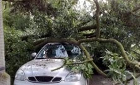 Uszkodzony samochód - przewróciło się drzewo; na szczęście nikt nie ucierpiał [foto, wideo]