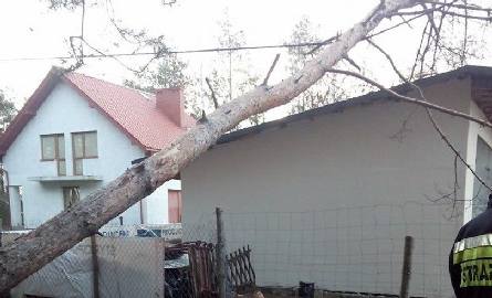 Po wichurze w Rytwianach w powiecie staszowskim drzewo zawisło na linii elektrycznej.