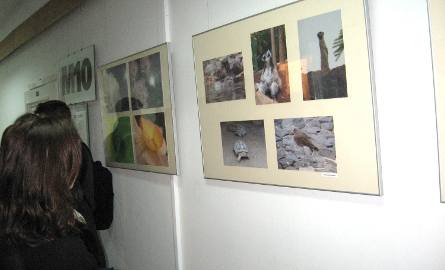 Uczniowie "Czachowskiego" przygotowali wystawę "Społeczeństwo w ekosystemie.
