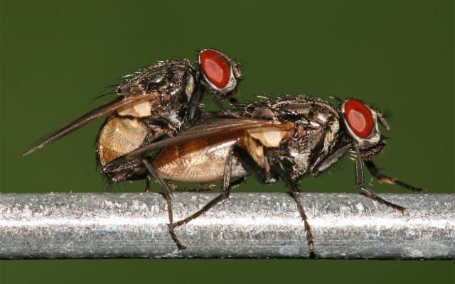Inteligentne i groźne owady w twoim domu - tego o nich nie wiedziałeś