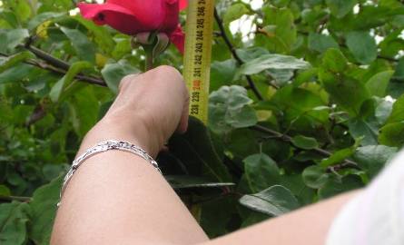 Szczecin. Róża-gigant wyrosła na Wyspie Puckiej. Pani Grażynka wyhodowała 2,5-metrowy kwiat!