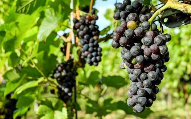 Winogrona prosto z ogrodu. Sprawdź, jak uprawiać winorośl, kiedy ją posadzić i jakie gatunki sprawdzą się w polskich warunkach