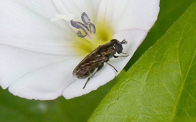 Udnica cebulówka atakuje różne cebulowe kwiaty ozdobne. Jej larwy niszczą cebulki kwiatowe.
