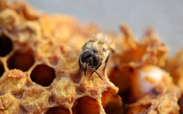 Jak powstaje miód? Praca w ulu nigdy się nie kończy. Efektem końcowym jest płynne złoto zamknięte w słoiku. Dla kogo pszczoły robią miód?