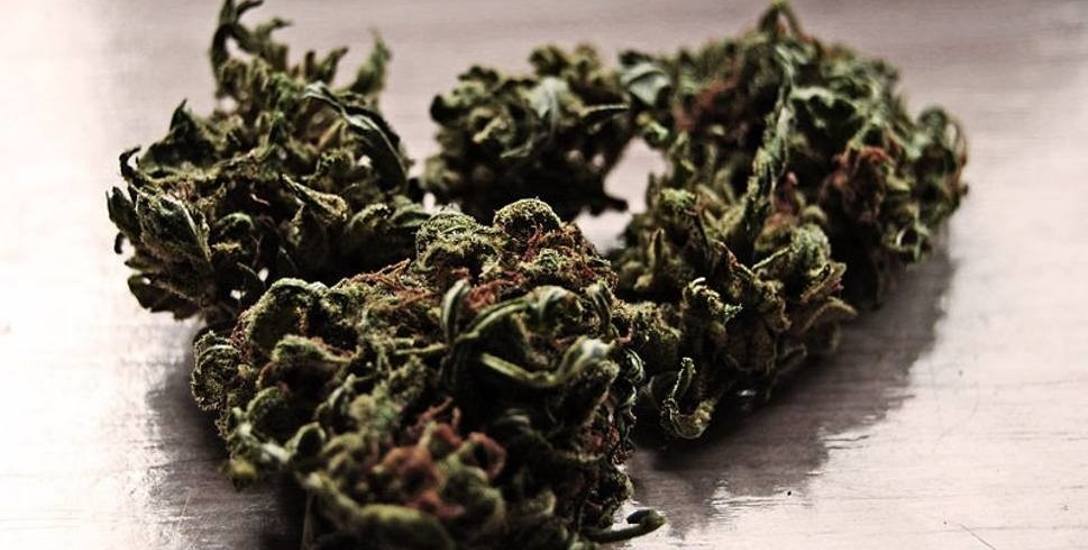 Apteki mogą już zamawiać chorym leczniczą marihuanę. Lekarstwo ma pomóc około 300 tysiącom Polaków