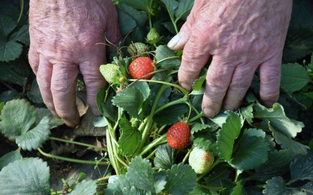 Samozbiory czereśni, wiśni i borówek. Rolnicy zapraszają na plantacje. Ile kosztuje kilogram własnoręcznie zebranych owoców?