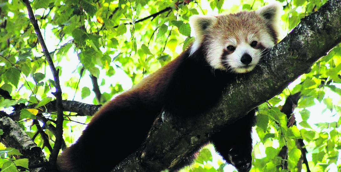Panda mała z warszawskiego zoo poczuła zew wolności