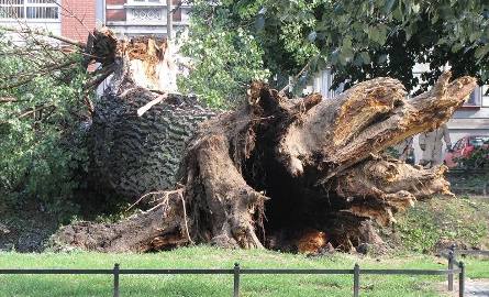 Runęło ponoć najstarsze drzewo w Gorzowie. Jest ogromne i przeleciało przez Kłodawkę (zdjęcia)
