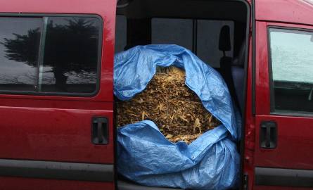 Nielegalny tytoń i papierosy w Radomiu (zdjęcia)