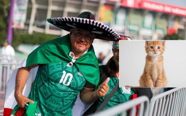 Kot premiera typuje mundial. Stawia na gospodarzy