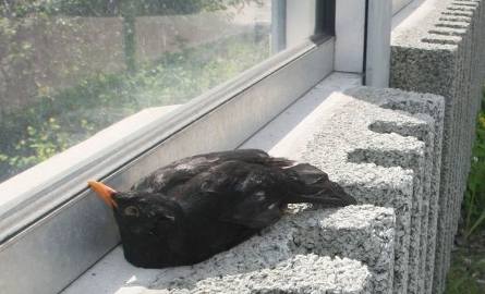 W niedzielę przez ekran zginął kolejny ptak: będący pod ścisłą ochroną gatunkową kos.