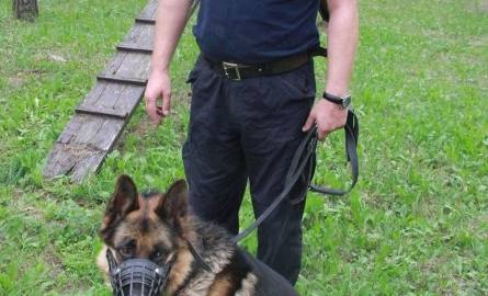 Dragon to pies pracujący w Straży Miejskiej w Kielcach. Ma łagodny wygląd, ale lepiej nie podchodzić do niego czy jego opiekuna Mieczysława Gałata, bo