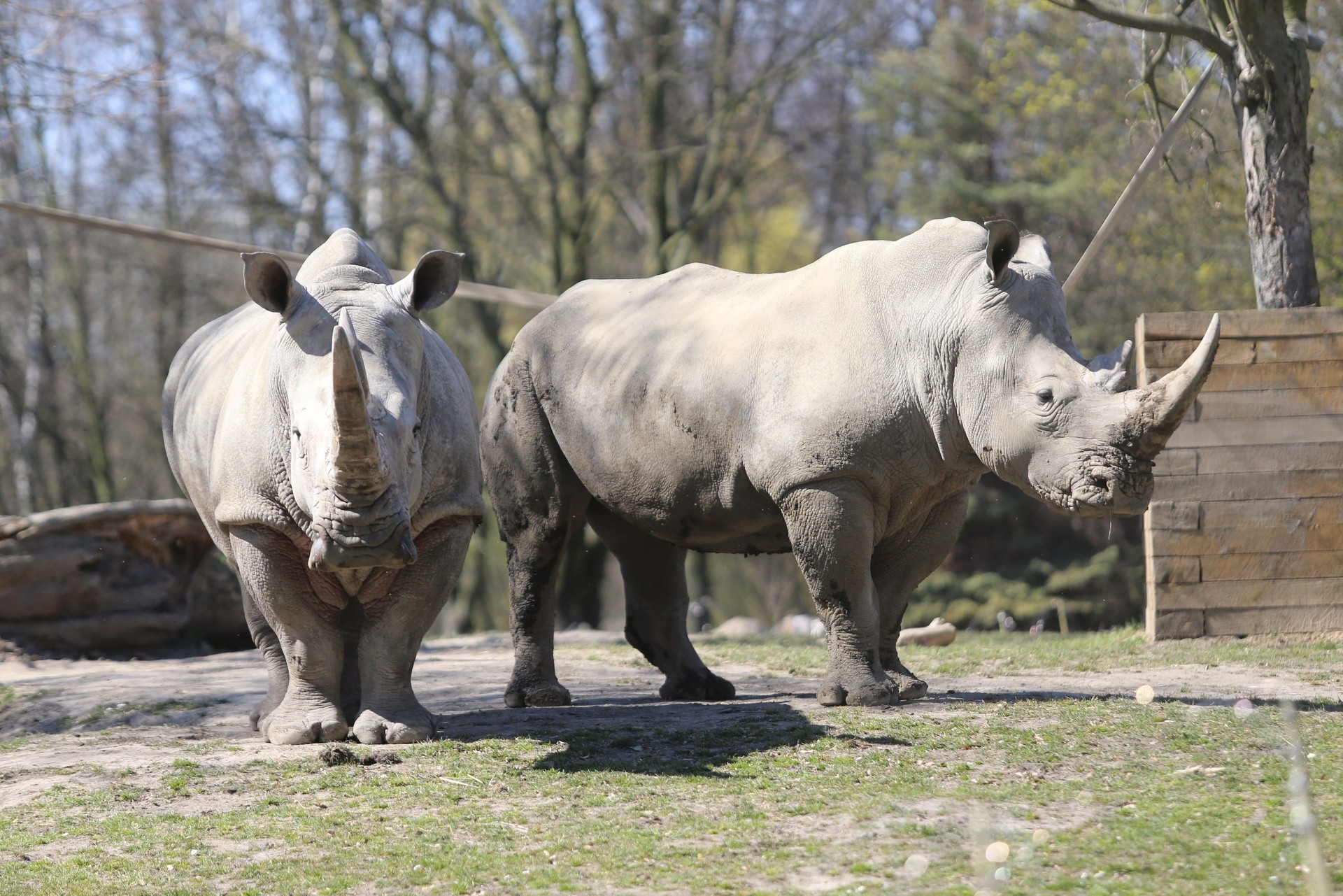 Zwierzęta w zoo w Chorzowie czekają na zwiedzających i