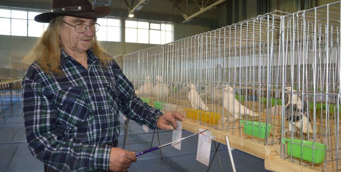 Józef Michalski ze Skierniewic w swojej hodowli ma ponad 250 gołębi różnych ras. Szczególnie dumny jest z Mewek mazowieckich, które zaprezentował podczas