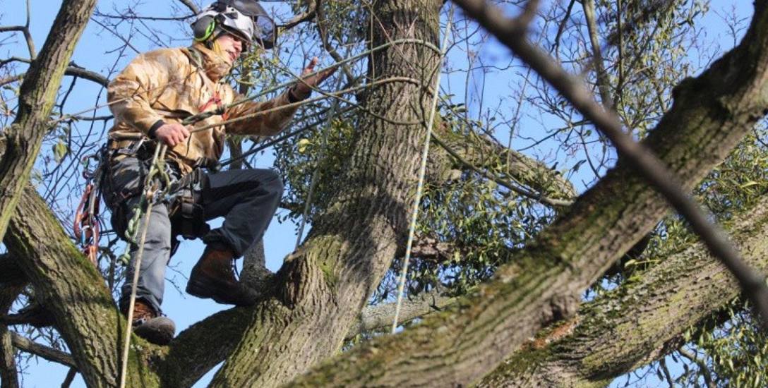 Jemiołę z drzew w Toruniu usuwają na zlecenie Urzędu Miasta specjalistyczne firmy