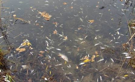 Tysiące śniętych ryb w wyrobisku pożwirowym w Głębocku. Padły nawet metrowe tołpygi