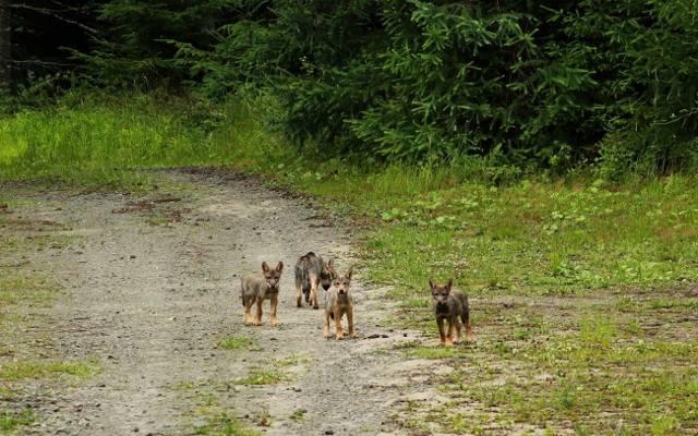 Małe wilczki bawią się w najlepsze! Leśniczy z Nadleśnictwa Piwniczna uwiecznił niezwykle rzadki widok