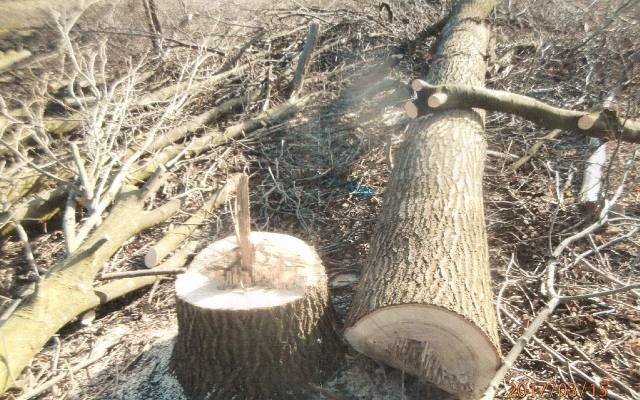 Rolnicy pochopnie wycinają drzewa. Szkodzą swoim uprawom i często łamią prawo