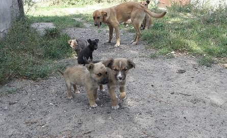Mieszkanka Chełmc ma aż 20 psów, z którymi sobie nie radzi. Sąsiedzi się skarżą