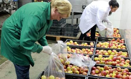 Panie ze Spółdzielni w Sielcu pakują jabłka, które trafią do brzuszków uczniów świętokrzyskich szkół.