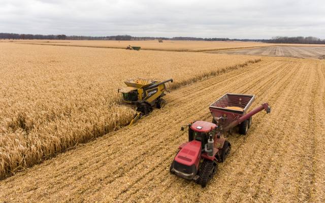 Jak plonowała kukurydza na ziarno z hektara w 2023 roku? Zróżnicowanie w sąsiednich powiatach bywało ogromne