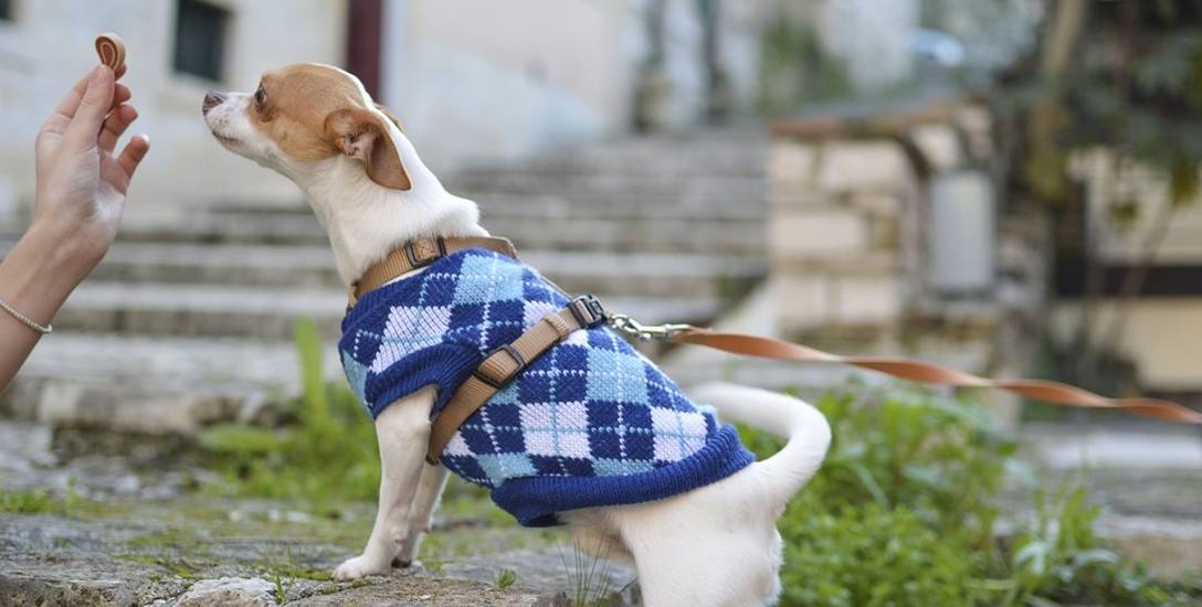 Czy ubranka dla psów są rzeczywiście potrzebne?