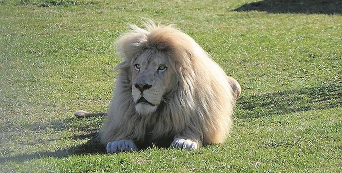 Lwy hasające na wybiegu zabiły dwa młode lwiątka