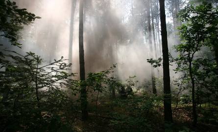 Choć w kompleksie lesnym Jastrzębia odbyłys ię tylko ćwiczenia, unosiły się kłebu dymu, a ratownicy działali, jak przy prawdziwym zdarzeniu.