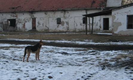 Jeśli właściciel psa z terenów rolniczych osiedli będzie chciał wyjść na spacer ze swoim czworonogiem, także może pobrać bezpłatne pakiety w tarnobrzeskim