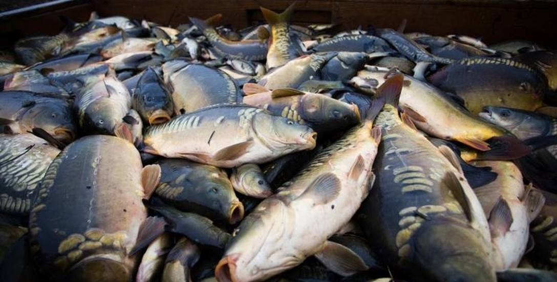Zdarzyło się kiedyś w Bydgoszczy: Ryby kupujcie, ryby! Jedzcie dorsze, bo są rzeczy.... gorsze