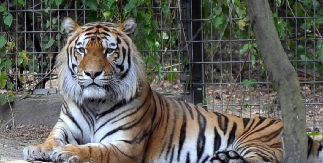 Znęcał się nad tygrysem w zoo w Poznaniu. Chociaż miał iść do więzienia, za kratki ostatecznie nie trafi
