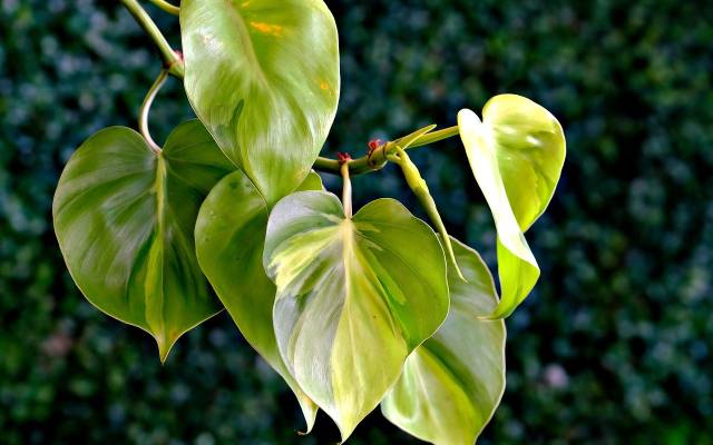 TOP 10 roślin antysmogowych! Te rośliny zadbają o Twoje zdrowie i polepszą jakość powietrza w mieszkaniu