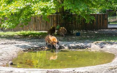 Podopieczni Śląskiego Ogrodu Zoologicznego w Chorzowie mają zapewniony stały dostęp do wody, a wybiegi, z których korzystają skonstruowane są w ten sposób,