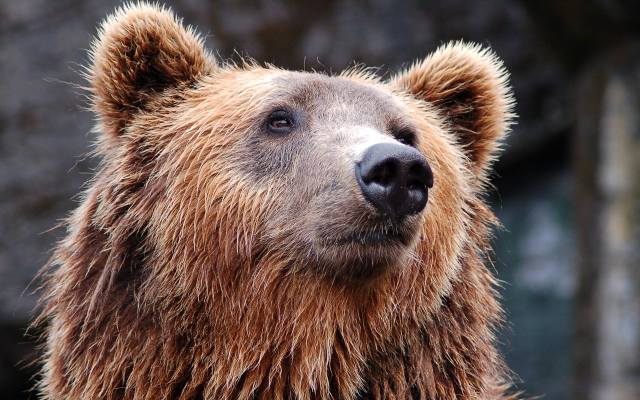 Podczas górskich wycieczek można trafić na niedźwiedzia, właśnie budzą się z zimowego snu. Jak rozpoznać, że w pobliżu czai się drapieżnik?