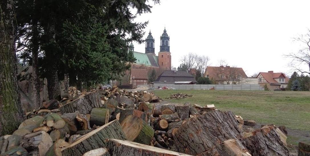 Ostatnio mieszkańców zbulwersowała m.in. wycinka drzew na Ostrowie Tumskim.