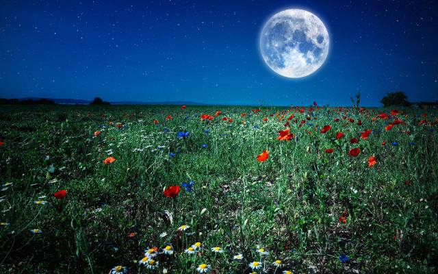 Kalendarz księżycowy na czerwiec 2024 r. Sprawdź, co zrobić w tym miesiącu i jakie są najlepsze terminy, żeby siać, sadzić, kosić itd.