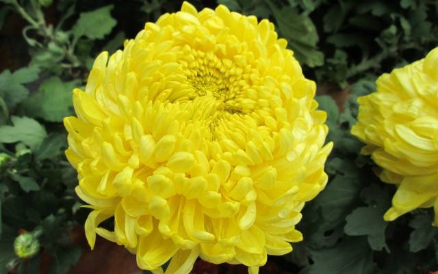 Chryzantema Creamist o żółtych kwiatach
