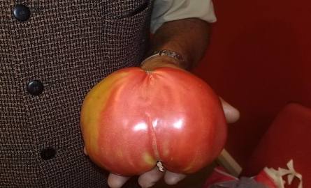 Pomidor-olbrzym waży 0,84 kg.